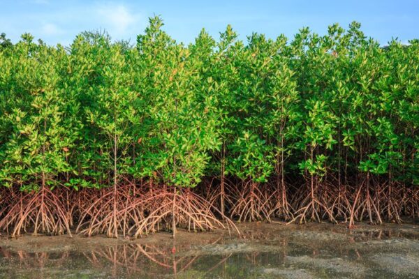 Mangrove gabon